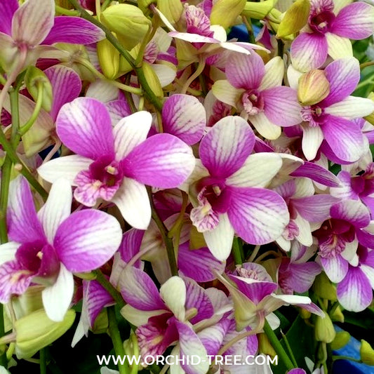 Dendrobium Micky Pink Orchid Plant - BS