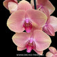 Phalaenopsis Midsummer Night Orchid Plant - FF