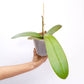 Phalaenopsis Midsummer Night Orchid Plant - FF