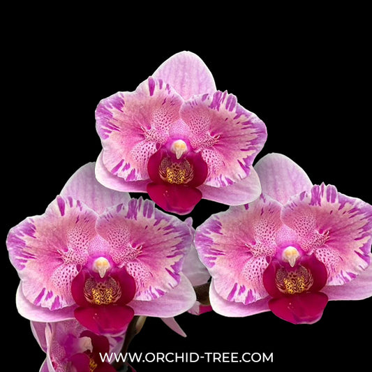 Phalaenopsis Miki Splash Butterfly Orchid Plant - FF