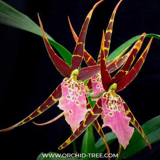 Oncidium Shelob Jumbo Nadando Orchid Plant - BS