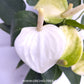 Anthurium Mini White - FF