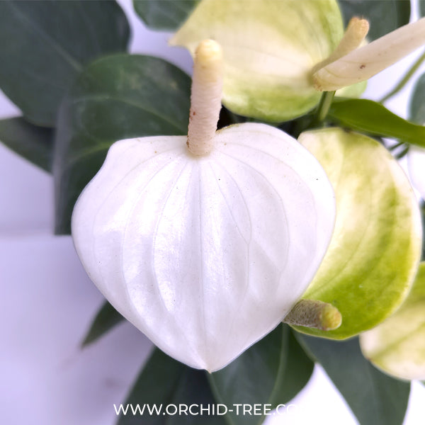 Anthurium Mini White - FF