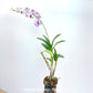 Dendrobium Yaya Compactum (Mini) - FF