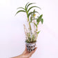 Dendrobium Yaya Compactum (Mini) - BS