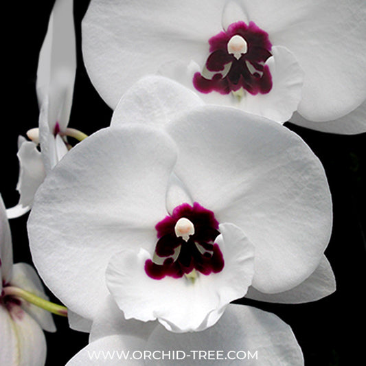 Phalaenopsis Mongo Diamond Orchid Plant - FF