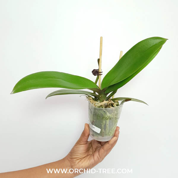 Phalaenopsis Mongo Diamond Orchid Plant - FF