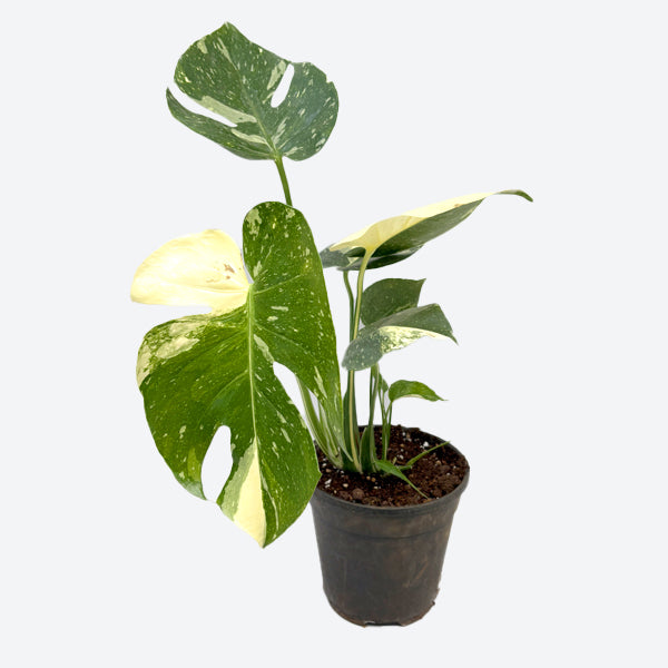 Monstera Thai Constellation