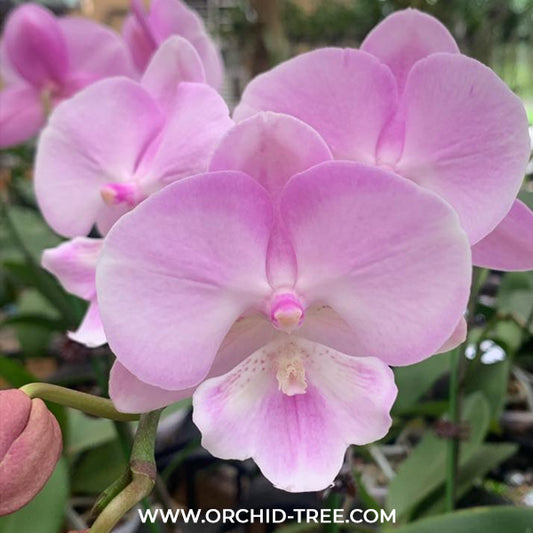 Phalaenopsis Moon Island Orchid Plant -FF (emerging spike)