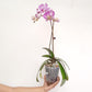 Phalaenopsis Musica Orchid Plant - FF (2 Spike)