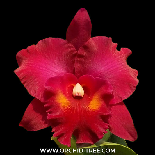 Cattleya Myanmar Sunset Orchid Plant -BS