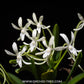 Neofinetia falcata sp. Orchid Plant - BS