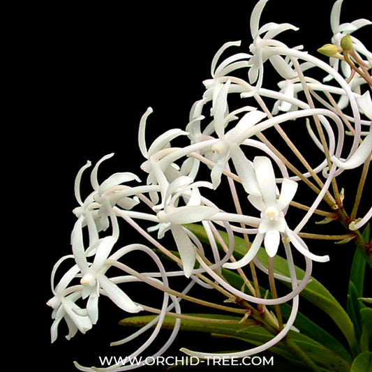 Neofinetia falcata sp. Orchid Plant - BS