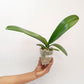 Phalaenopsis OX Luna Rosa 'OX3066' Orchid Plant - FF  (Emerging spike)