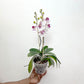 Phalaenopsis OX Princess Orchid Plant - FF