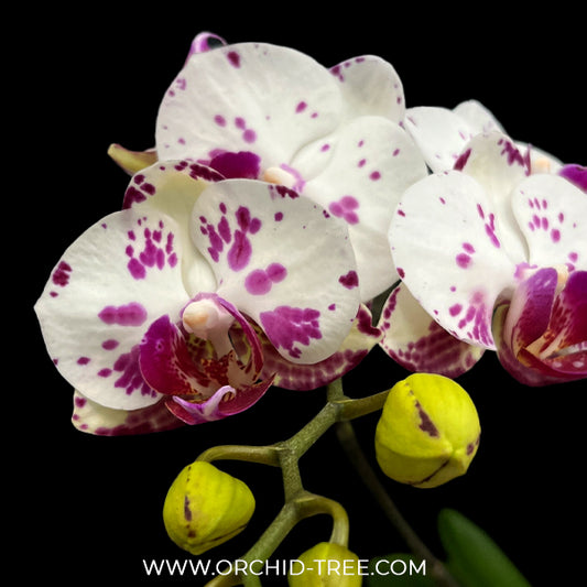 Phalaenopsis OX Princess Orchid Plant - FF