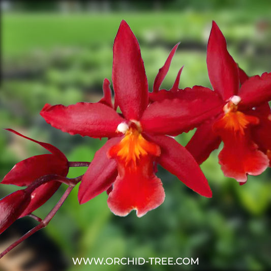 Oncidium (Odonto) Chayenne Orchid Plant- FF