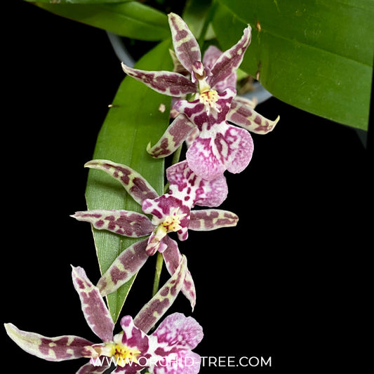 Oncidium (Odontoglossum) Titanium Purple Orchid Plant - BS