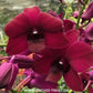 Dendrobium Panama Red Orchid Plant - MS