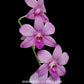 Dendrobium Panjarat Pink Orchid Plant- BS