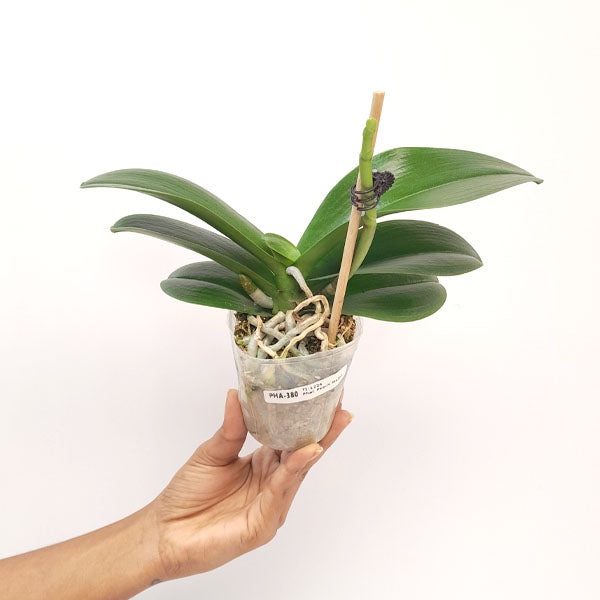 Phalaenopsis Peach Melba Orchid Plant - FF