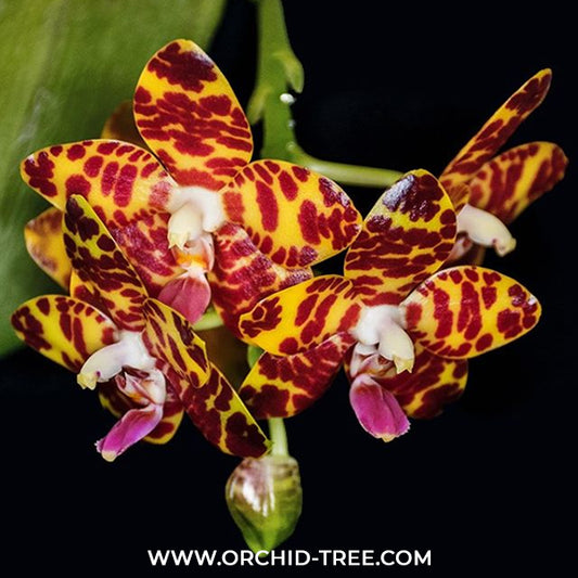 Phalaenopsis Jong's Gigan Cherry 'Prince' Orchid Plant - BS