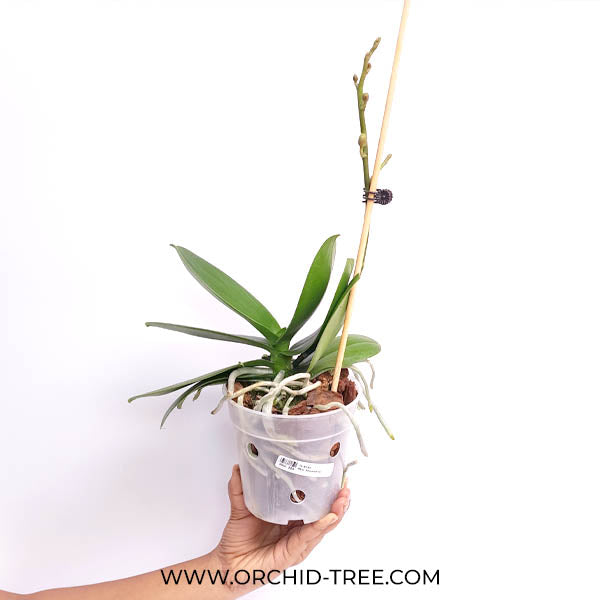 Phalaenopsis Snowwhite Orchid Plant - FF