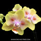 Phalaenopsis Yaphon Green Batman Orchid Plant- FF