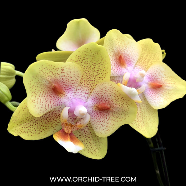 Phalaenopsis Yaphon Green Batman Orchid Plant- FF