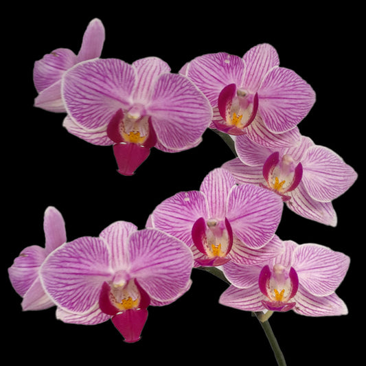 Phalaenopsis Sogo Lotte Orchid Plant - BS