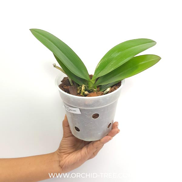 Phalaenopsis Yaphon Green Batman Orchid Plant- FF