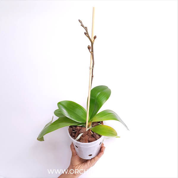 Phalaenopsis Fuller's Silk Touch Orchid Plant -FF