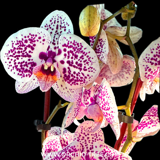 Phalaenopsis Tropic Ocelot Orchid Plant - BS