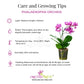 Phalaenopsis Electric Vibes Orchid Plant - FF