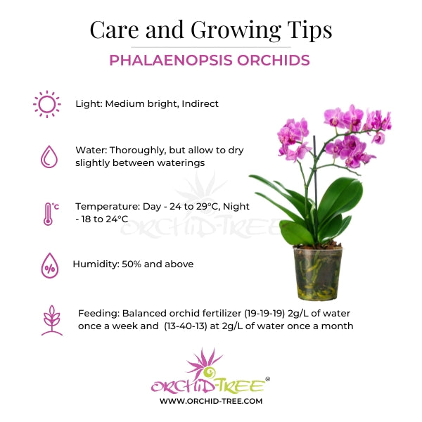 Phalaenopsis Pink Panda Orchid plant- FF