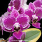 Phalaenopsis Chia E Yenlin Variegata Orchid Plant - BS