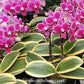 Phalaenopsis Chia E Yenlin Variegata Orchid Plant - BS