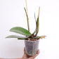 Phalaenopsis Cryptix Orchid Plant - FF