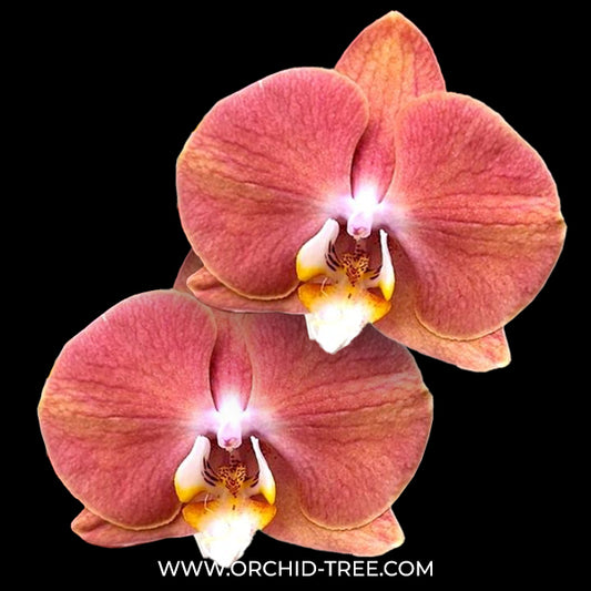 Phalaenopsis Harck Salmon Orchid Plant - FF