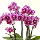 Phalaenopsis Piedra Orchid Plant - FF