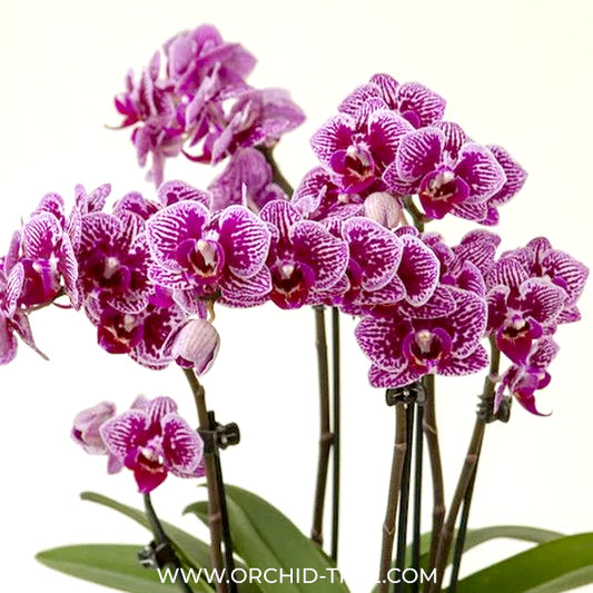 Phalaenopsis Piedra Orchid Plant - FF