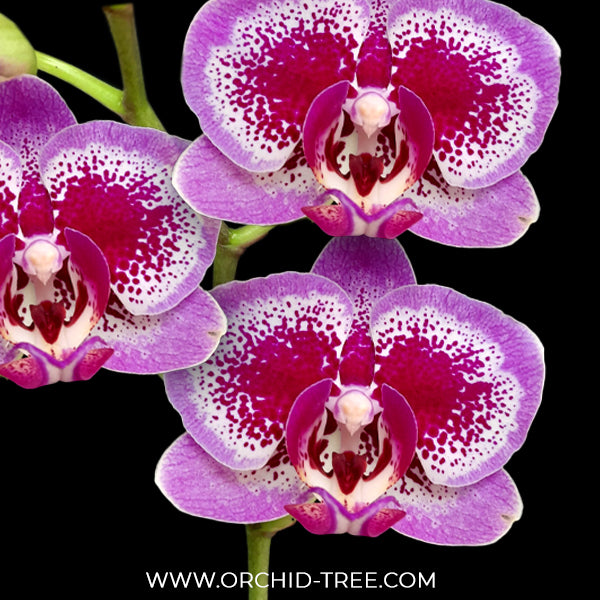 Phalaenopsis Avant Garde Orchid Plant - FF