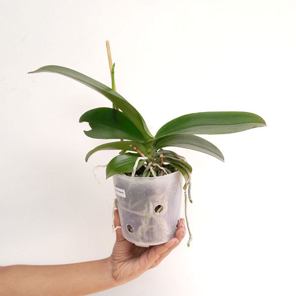 Phalaenopsis Butterfly Kisses Orchid Plant - FF