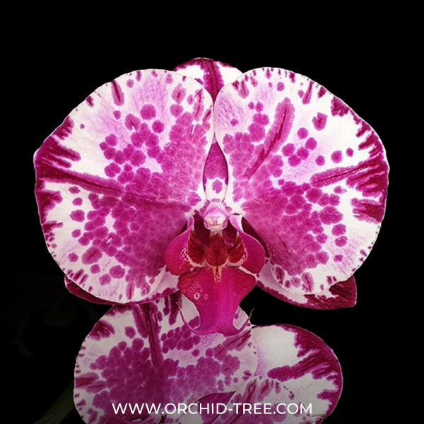 Phalaenopsis Passion Pink Orchid Plant - FF