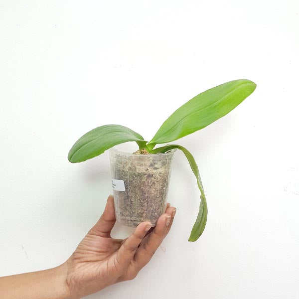 Phalaenopsis Yaphon Red Brick Orchid Plant - BS