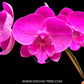 Phalaenopsis Fuller's P-Plus Orchid Plant - FF