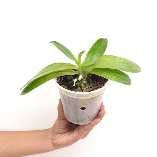 Phalaenopsis bastianii sp. Orchid Plant - BS