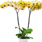 Phalaenopsis Miraflore Orchid Plant - FF