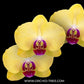 Phalaenopsis Miraflore Orchid Plant - FF