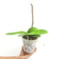 Phalaenopsis Piedra Orchid Plant - FF